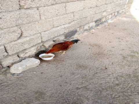 4 çeşit horuz