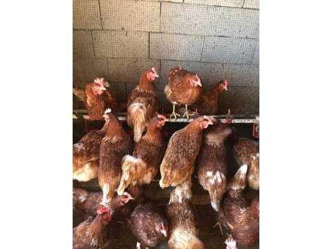 DOĞAL YUMURTACI GEZEN KÖY TAVUĞU ATAKS LOHMAN 