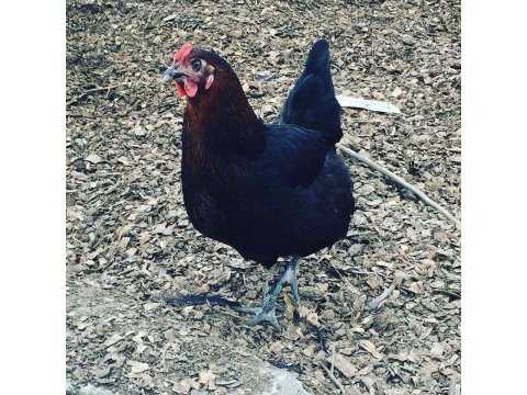 GEZEN SALMA KÖY TAVUĞU ARACISIZ ILK ELDEN 