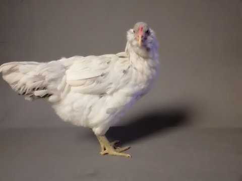 Mavi yeşil yumurtacı civciv ameraucana 