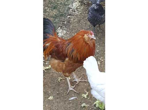 Ameraucana civciv ve yumurta safkan