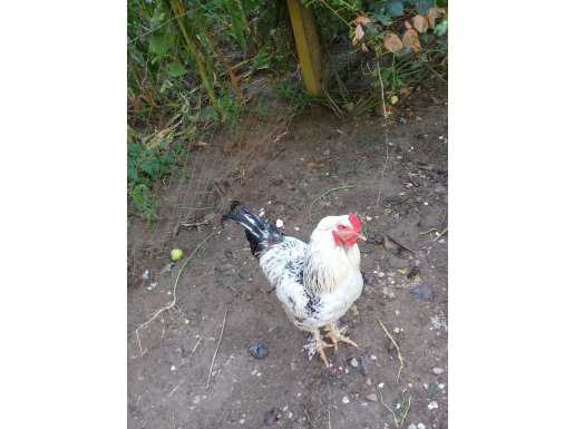Satılık Brahma Süs Horozu 
