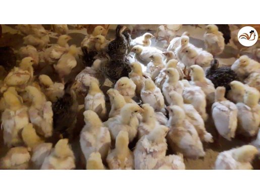 BEYAZ ETLİK 308 ROSS CİVCİV SATIŞI