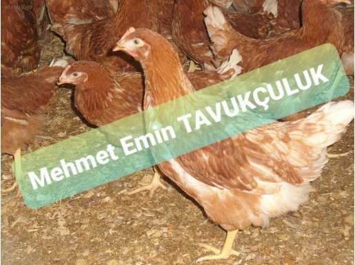 ÜRETİCİDEN LOHMAN BROWN YARKA