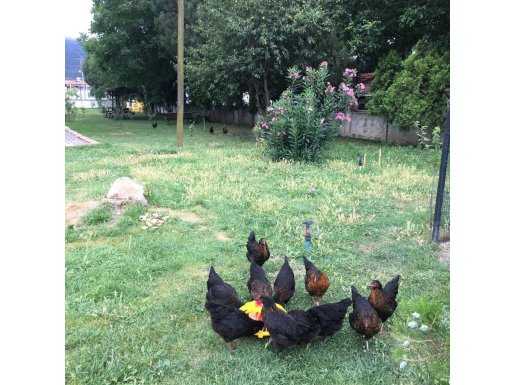 ÜRETİCİDEN ATAK-S