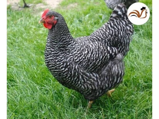 ÜRETİCİDEN PLEYMUT YARKA