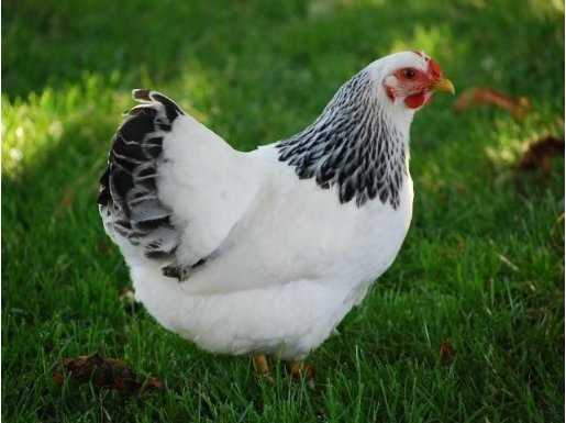 ÜRETİCİDEN SUSSEX