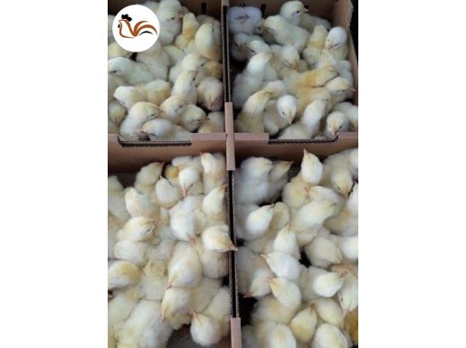 BEYAZ ETLİK 308 ROSS CİVCİV SATIŞI