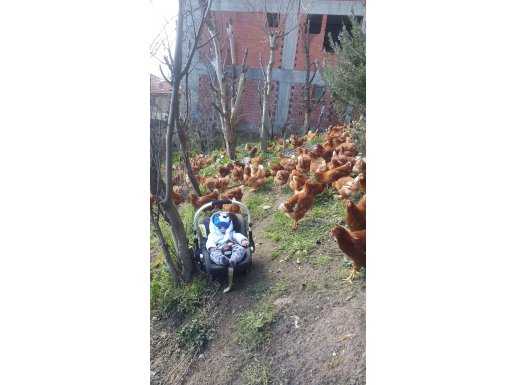 Yumurtlama isini onlara birakin gerisini dusunmeyin
