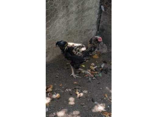 AMERİCANUS MAVİ YUMURTA CİVCİVLERİ