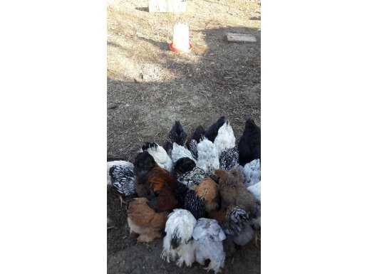 25 adet bragma 