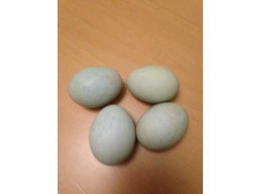 Mavi yeşil yumurtacı Ameraucana kuluçkalık yumurta