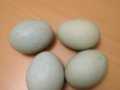 Mavi yeşil yumurtacı Ameraucana kuluçkalık yumurta