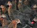 Ataks- sussex- australorp yarka 