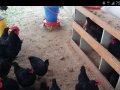 KULUCKALIK SIYAH AUSTRALORP YUMURTASI