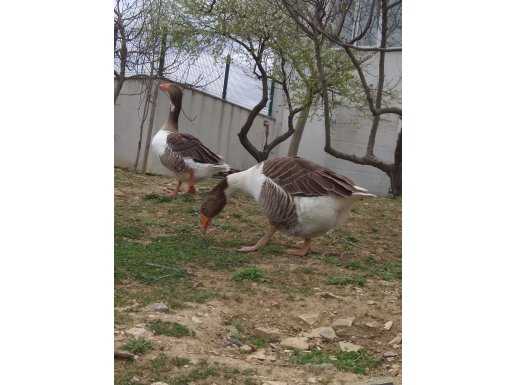Organik kars kazı 9 adet erkek 