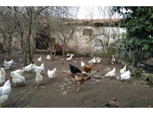 RIR CİNSİ YARKA& CİVCİV ARIYORUM