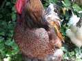 SUSSEX AUSTRALORP BRAHMA WYANDOTTE TAVUK ve HOROZ