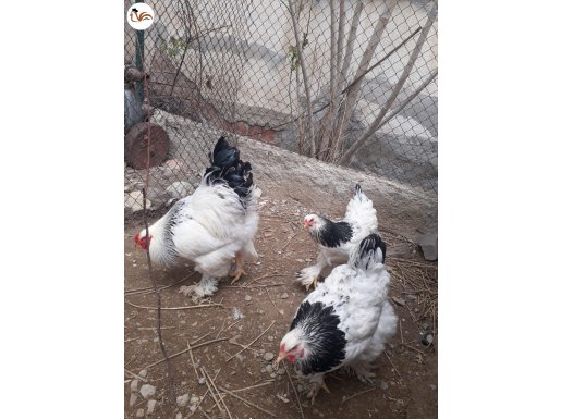 3 Adet 9 Aylık Orjinal Brahma Tavuk