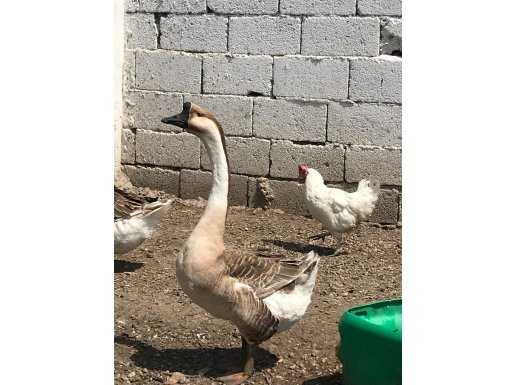Komple satılık tavuk kaz ördek güvercin