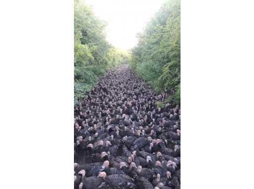 Doğal yalova hindisi