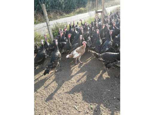 YALOVA GEZEN KÖY HINDISI