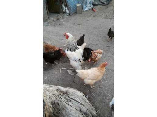 Light brahma horoz 
