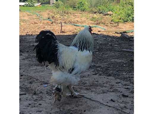 dev brahma köy horozu