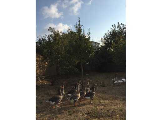 Kendi çocuğum gibi baktığım kazlarımı satıyorum