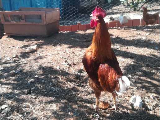 2 adet Genç ve sağlıklı 10 aylık köy horozu (Lohmann)