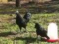 Ayam Cemani Frizzle Mavici ve Blue Brahma Yumurta