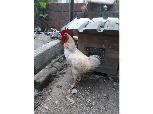 DAMIZLIK KÖY HOROZU