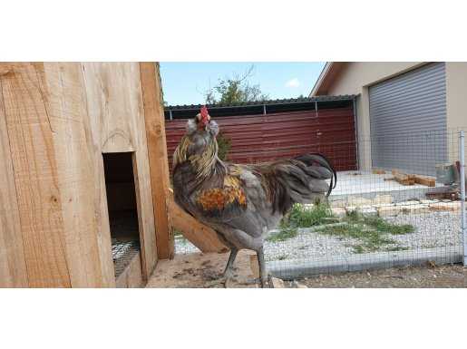 Ameraucana Horozlar-Mavi yumurtlayan