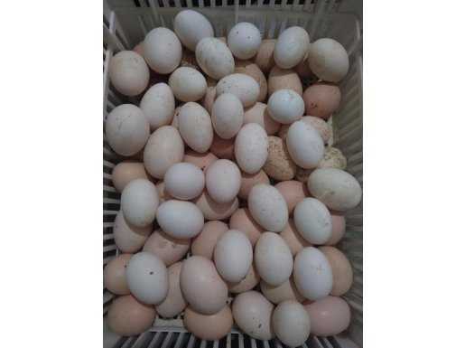 BRESSE KULUÇKALIK ( DAMIZLIK ) YUMURTA