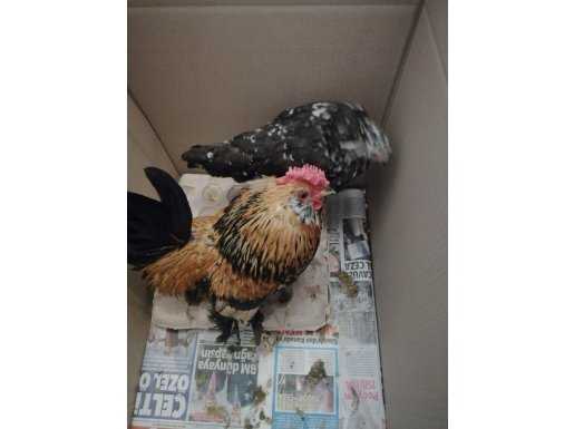 2Adet cins horozlar asi ve zeytin