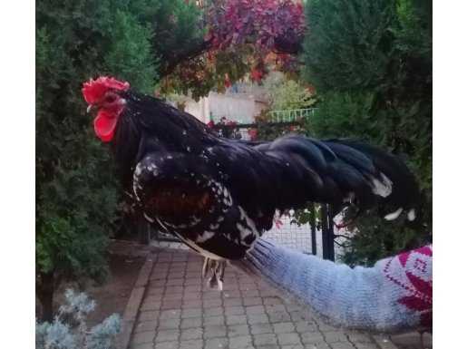 Satılık İspenç Horozu
