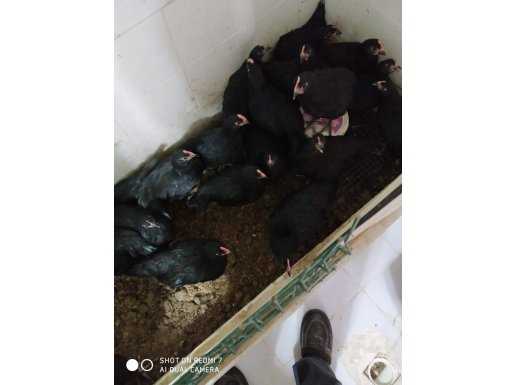 3 aylık safkan austrolop yavru  Ankara içi