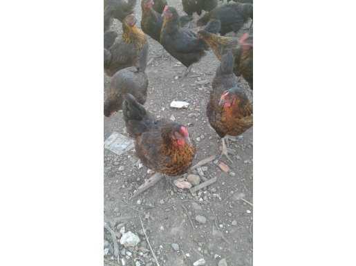 Genç 300 adet yumurtlayan Ataks tavuk