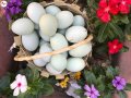 Kuluçkalık Yumurta
