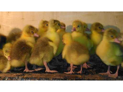 Safkan Alman MAST ırkı kaz civcivi satışımız vardır. KUMESTENAL 1410