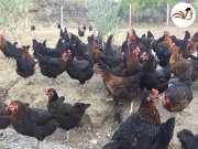 Yumurtlayan Ataks Yarka tavuklar istanbulda 
