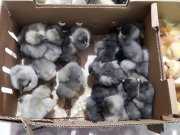 Üreticiden halka civciv ördek hindi (günlük ) satış 