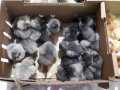 Üreticiden halka civciv ördek hindi (günlük ) satış 