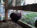 ARAUCANA CİNSİ HOROZ