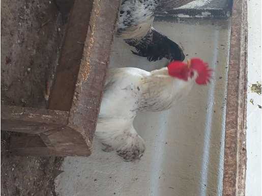 Köy horozu acil satılması lazım