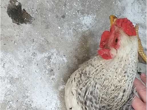 Sahibinden satılıktır köy horozudur acil satmam gerek 