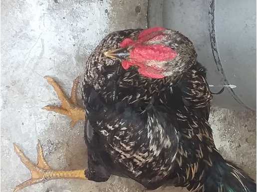 Sahibinden satılıktır köy horozudur acil satmam gerek 