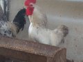 Köy horozu acil satılması lazım