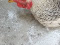 Sahibinden satılıktır köy horozudur acil satmam gerek 
