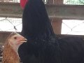 Sahibinden satılıktır köy horozudur acil satmam gerek 